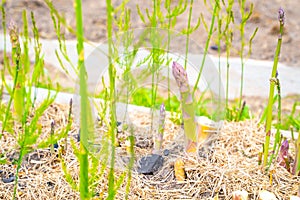 Edible shoots of asparagus grow in the garden bed close-up