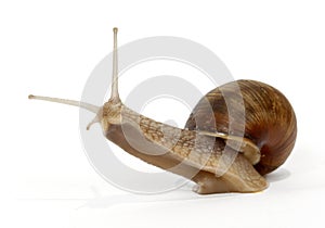 Edible snail