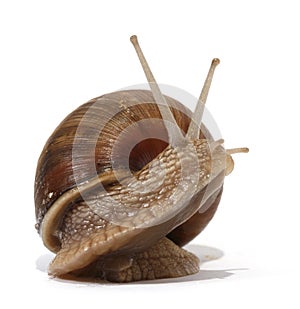 Edible snail