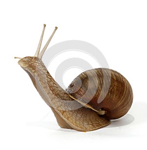 Edible snail
