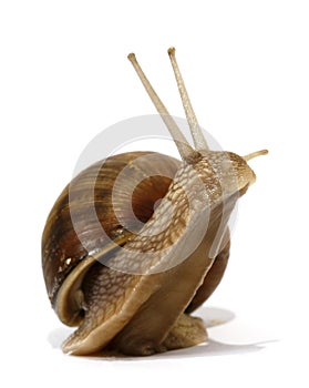 Edible snail