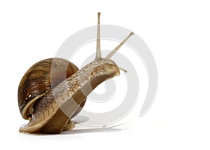 Edible snail