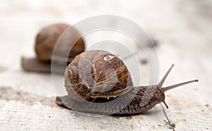 Edible snail