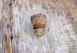 Edible snail