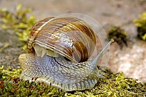 Edible snail