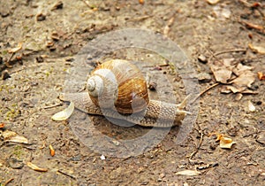 Edible snail