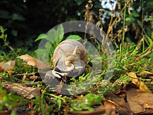 Edible snail - also helix pomatia, roman snail or burgundy snail seen from front moving in green grass close up