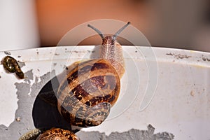 Edible snail escargot