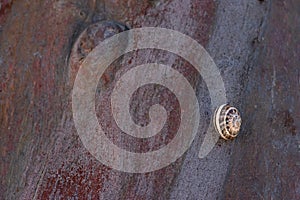 Edible snail or escargot common known as `Helix pomatia`.