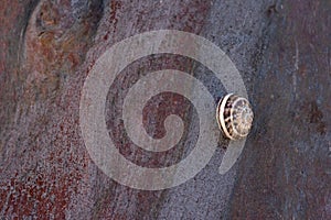 Edible snail or escargot common known as `Helix pomatia`. Large land snail on wood bark.