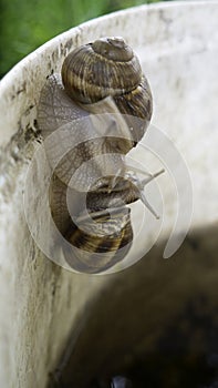 Edible snail or escargot - two snails kiss.