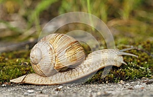Edible snail, Helix pomatia, also known as escargot.