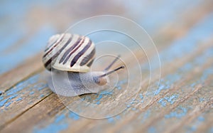 Edible snail