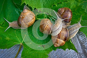 Edible snail Helix pomatia on grape leaves