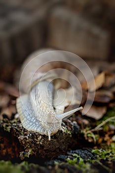 Edible snail on moss on forest floor