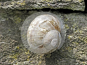 Edible snail, Roman snail, (Helix pomatia) Burgund