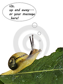 The edible snails escape - metaphor