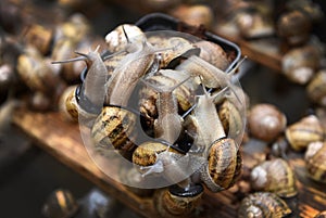 Edible snails farm. Grape snails