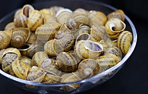 Edible snails. French cuisine.
