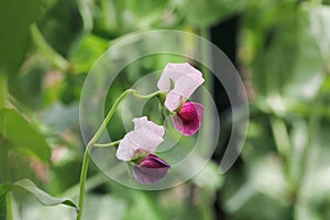 Edible snow pea growing on a trellis with pink and purple flowers