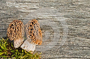 Edible spring mushrooms Morchella esculenta on an old wooden table