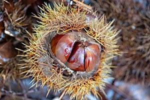 Edible sweet chestnut in its protective spiked husk on forest floor in Arne, Dorset, UK