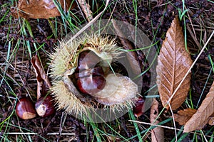 Edible sweet chestnut in its protective spiked husk on forest floor in Arne, Dorset, UK