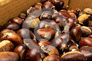 Edible Sweet Chestnuts, Healthy Autumn and Christmas Food