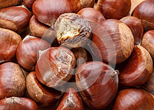 Edible sweet chestnuts with roasted chestnut.