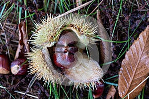 Edible sweet chestnuts in their protective spiked husk on forest floor in Arne, Dorset, UK