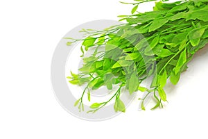 Edible sweet leaf bush ( Sauropus androgynus )