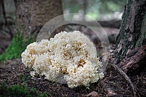 Edible and tasty mushroom Sparassis crispa - cauliflower fungus