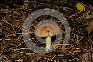 Edible, tasty, young mushroom Slippery Jack Latin: Suillus luteus in a coniferous forest. Lonely mushroom close up. Selective