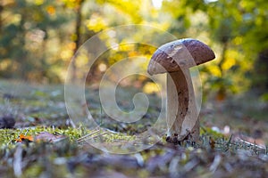 Edible thin porcini mushroom grow in wood