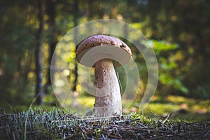 Edible thin porcini mushroom in wood