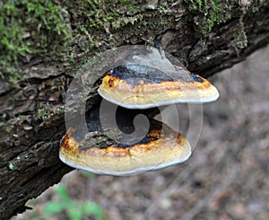 An edible tinder mushroom Fomitopsis pinicola grows in nature