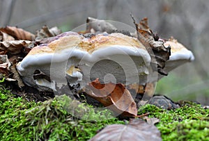 An edible tinder mushroom Fomitopsis pinicola grows in nature