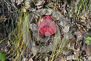 The edible tubular mushroom mossiness mushroom Latin Xerocomus grows in the autumn grass under fallen leaves