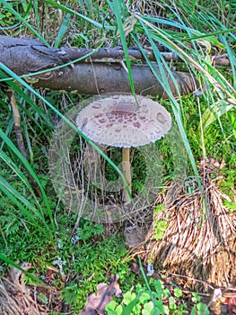 Edible umbrella mushroom listed in the Red Book