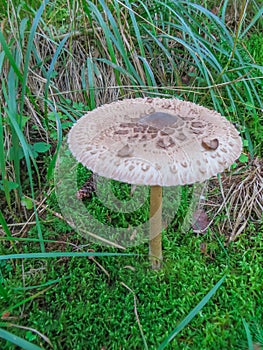 Edible umbrella mushroom listed in the Red Book