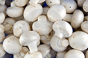 Edible white champignon mushrooms