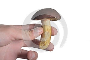 White mushroom in hand isolate