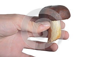 White mushroom in hand isolate