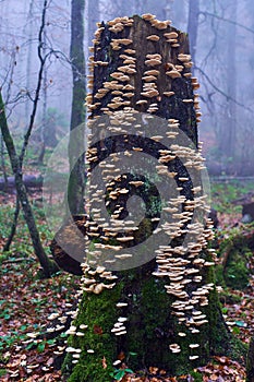 Edible white mushrooms on tree bark
