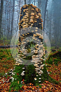 Edible white mushrooms on tree bark