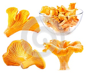 Edible wild mushroom chanterelle