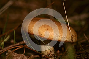 edible wild pine mushroom with proper treatment