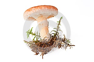Edible woolly milkcap mushroom