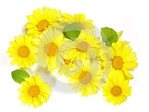 Edible yellow Flowers on white Background - Isolated