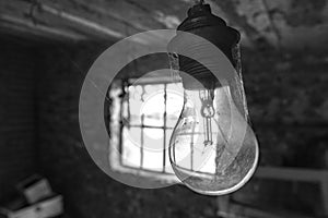 Edison light bulbs  spider web